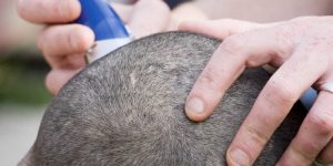 Raser son crâne à la tondeuse